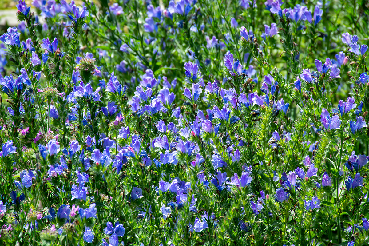 vipers bugloss