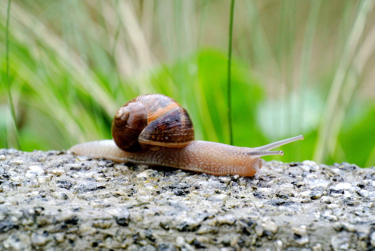 Garden snail