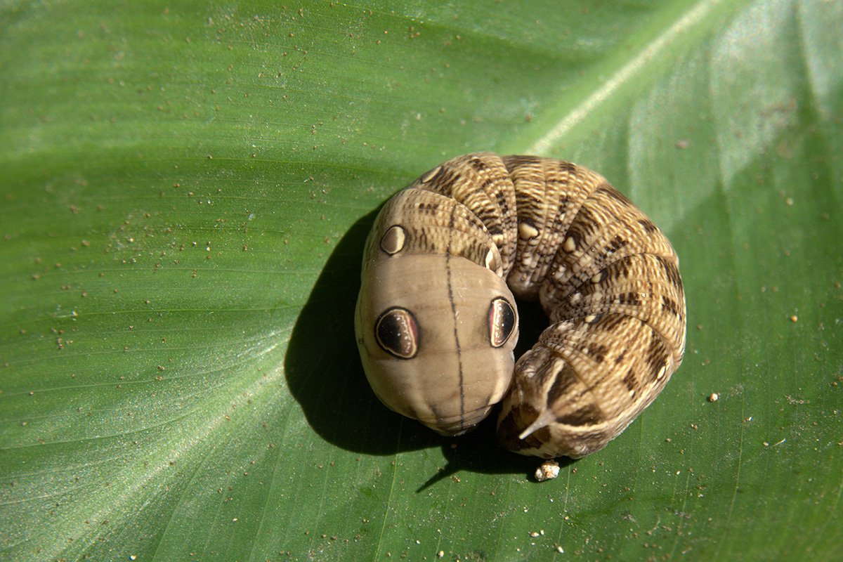 Elephant Hawk Moth caterpillar