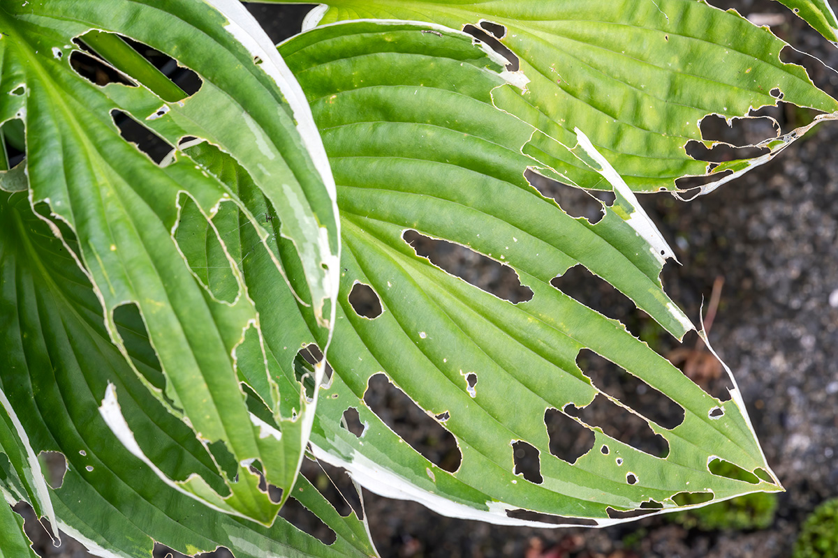 Hosta leaf damaged by slugs