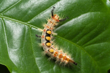 vapourer moth caterpillar