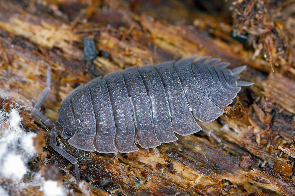 Woodlouse
