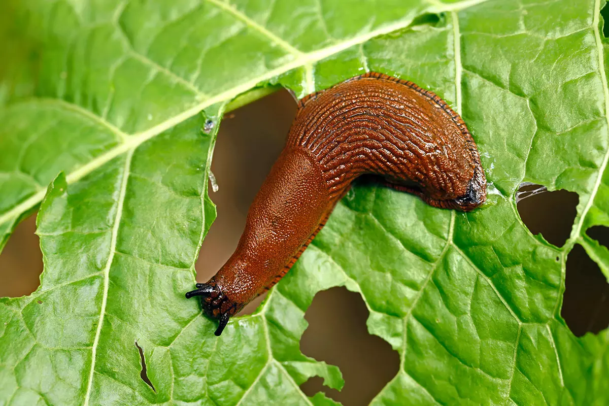 Slug solutions - Richard Jackson Garden