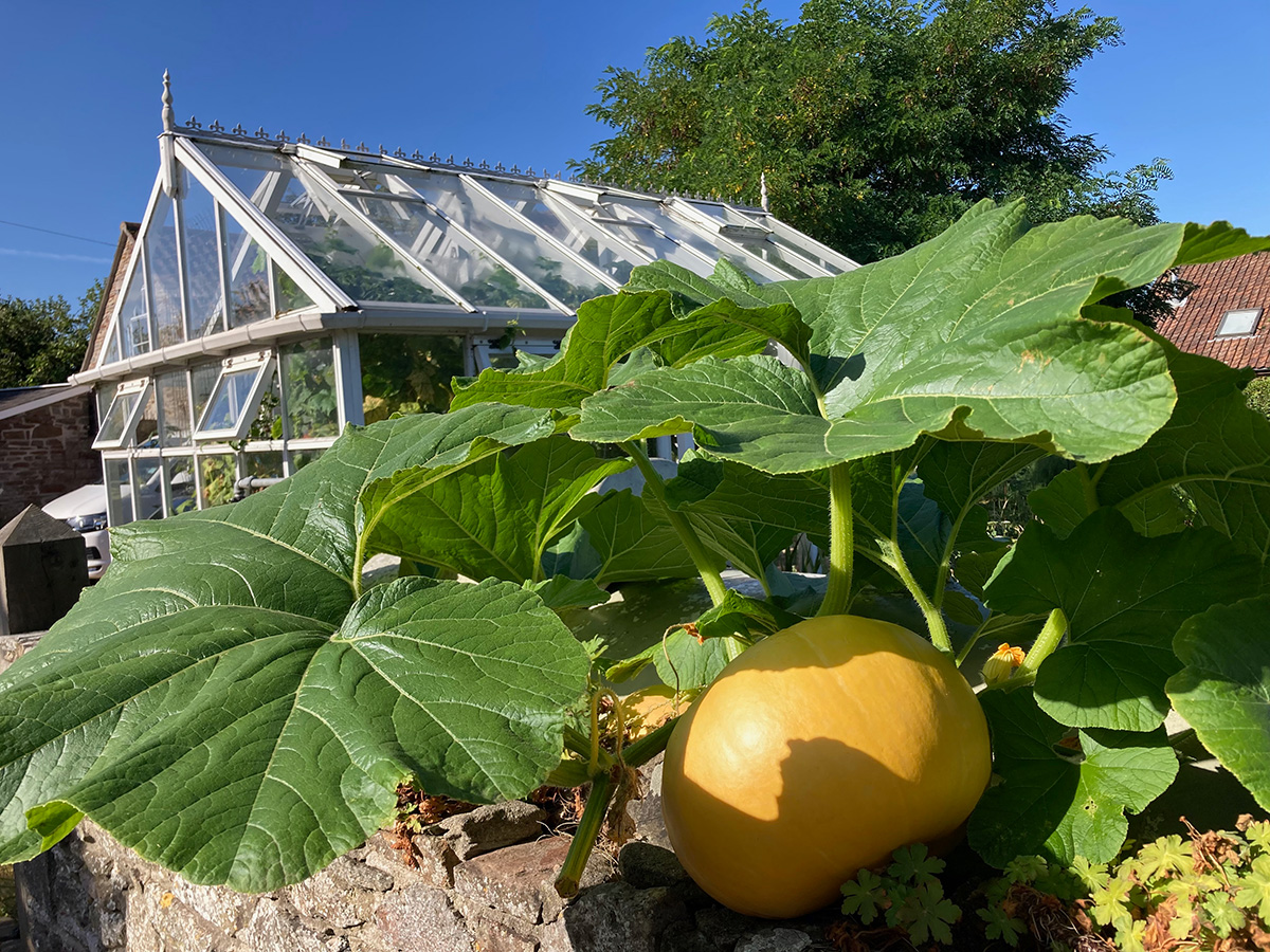 Kitchen garden