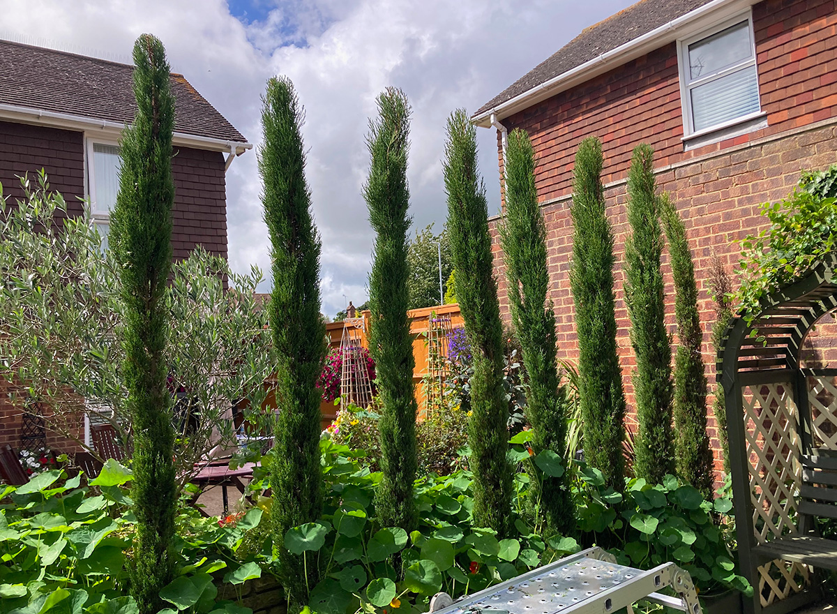 Mediterranean garden