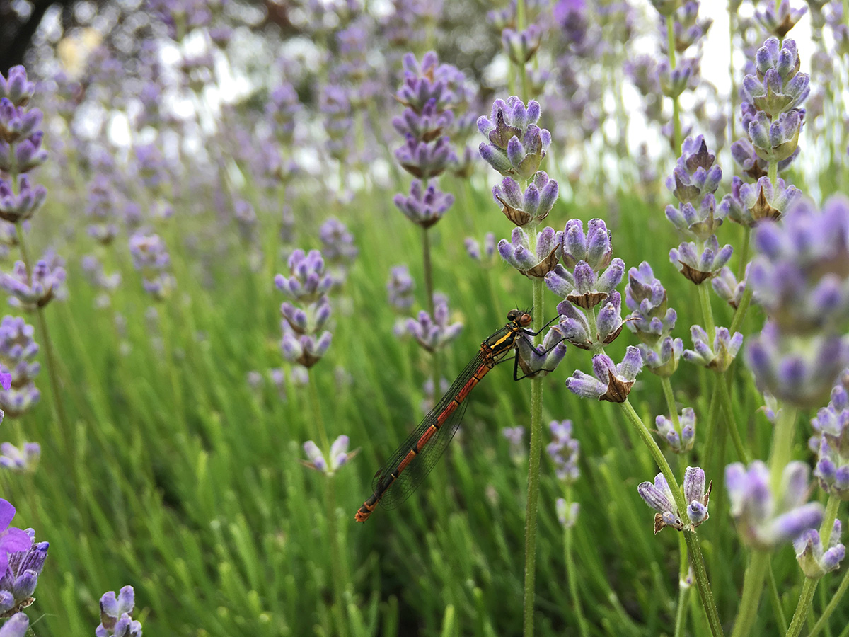 Wildlife garden