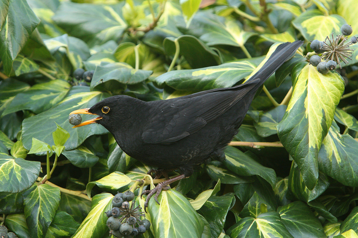 Blackbird eating ivy berries