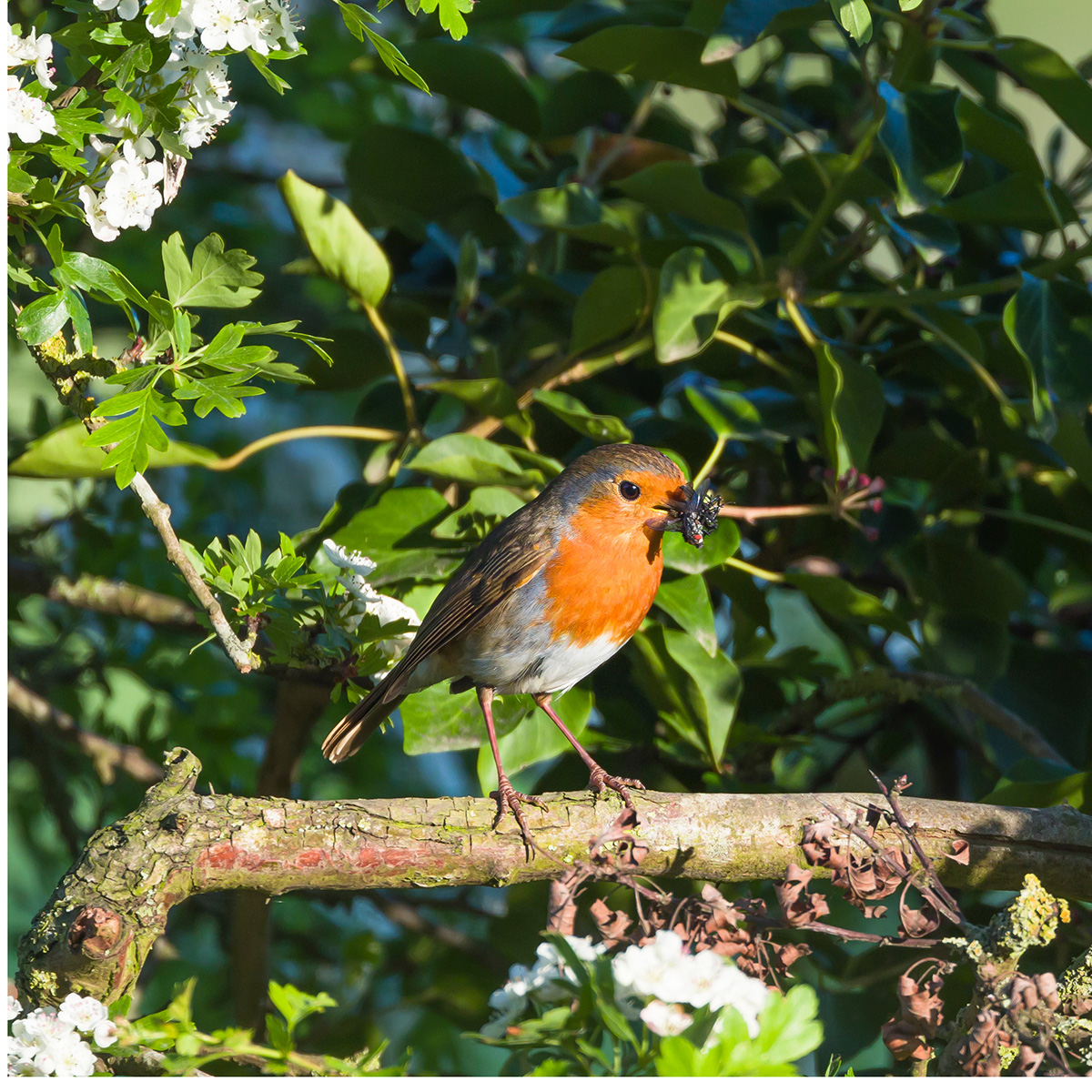 Robin on hawthorn branch eating insects