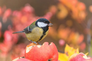 Great tit eating windfall apple