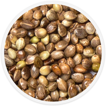 bird-food-hemp-seed