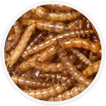 bird-food-meal-worms