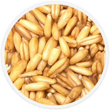 bird-food-oat-groats