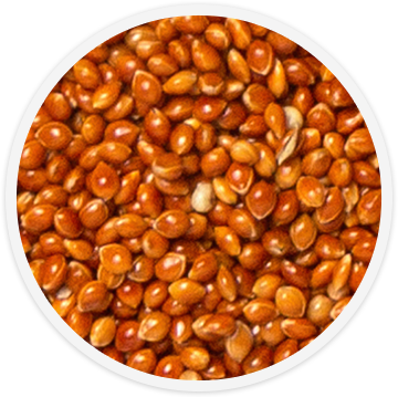 bird-food-red-millet