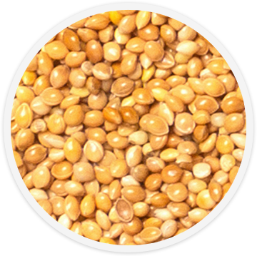 bird-food-white-millet