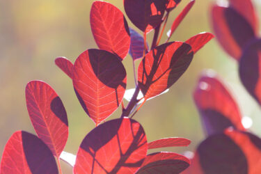 Smoke Bush leaves