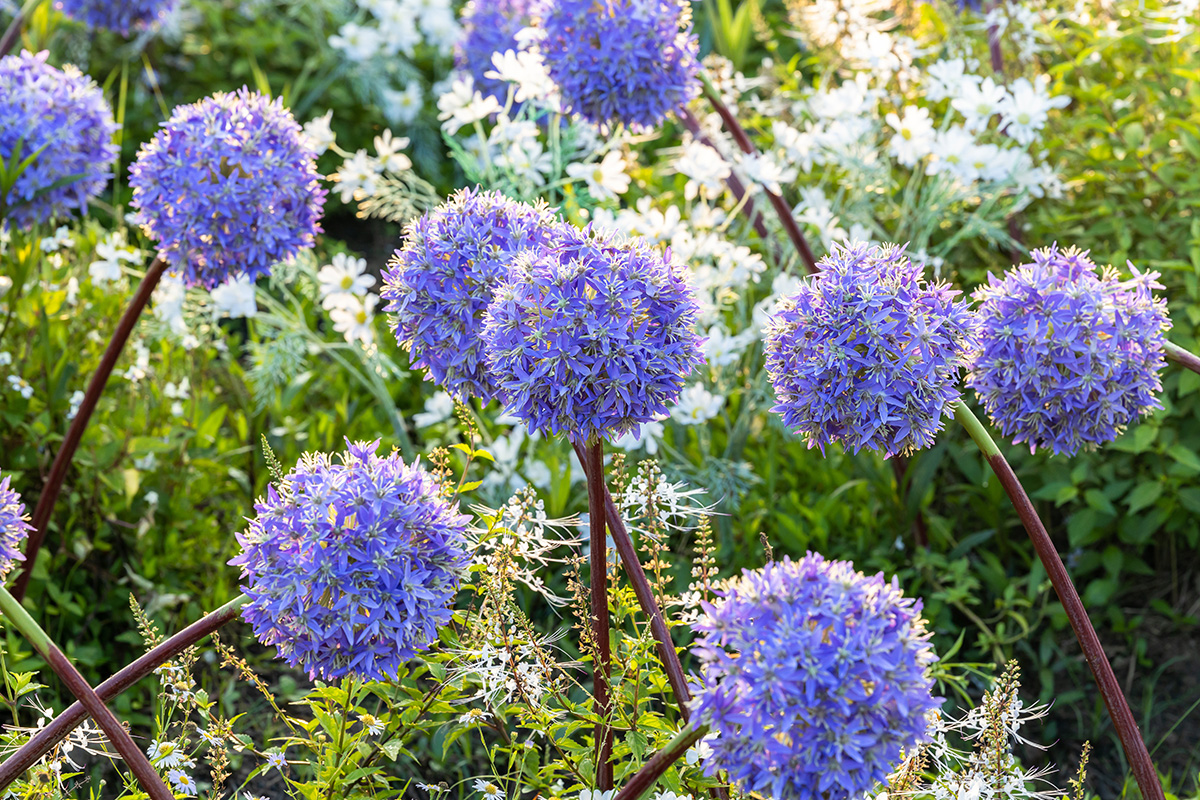 Giant alliums