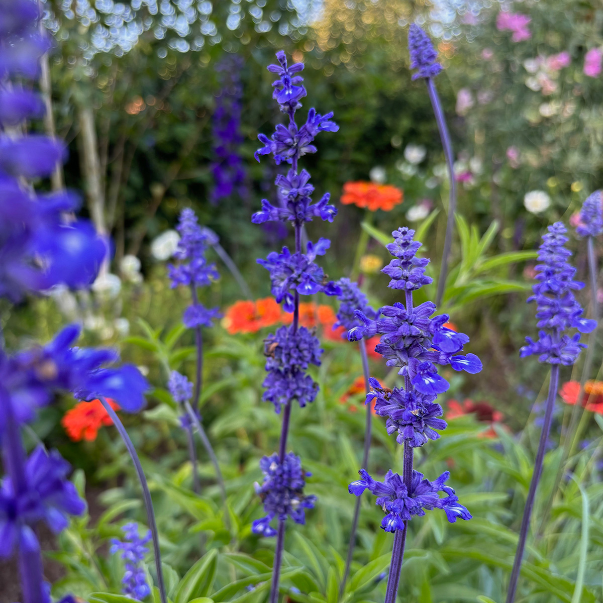 Blue hues of salvia
