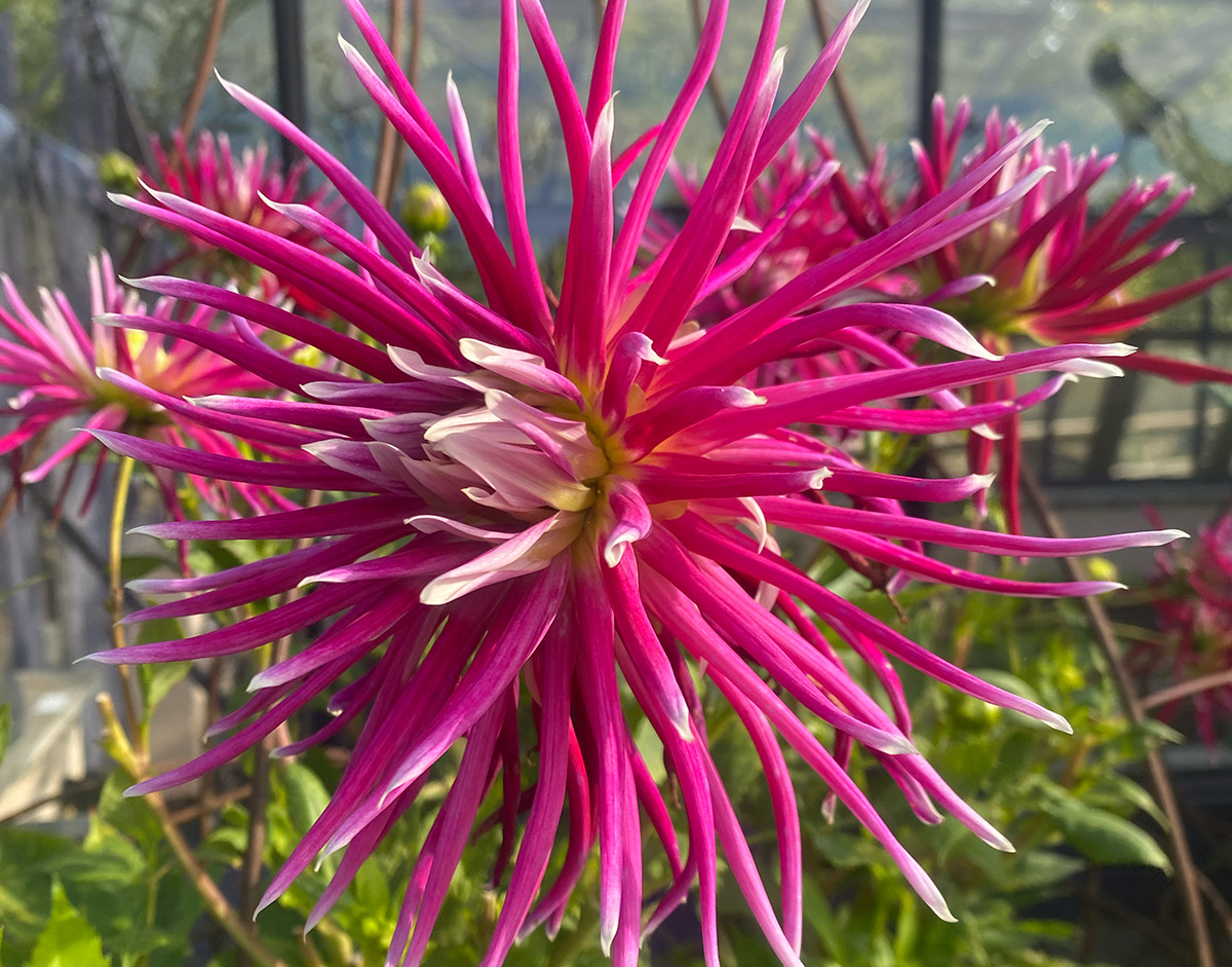 Dahlia