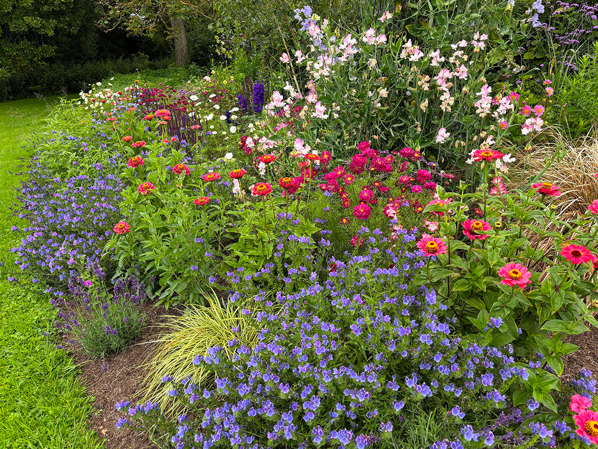 Colourful perennial plants in mixed flower border