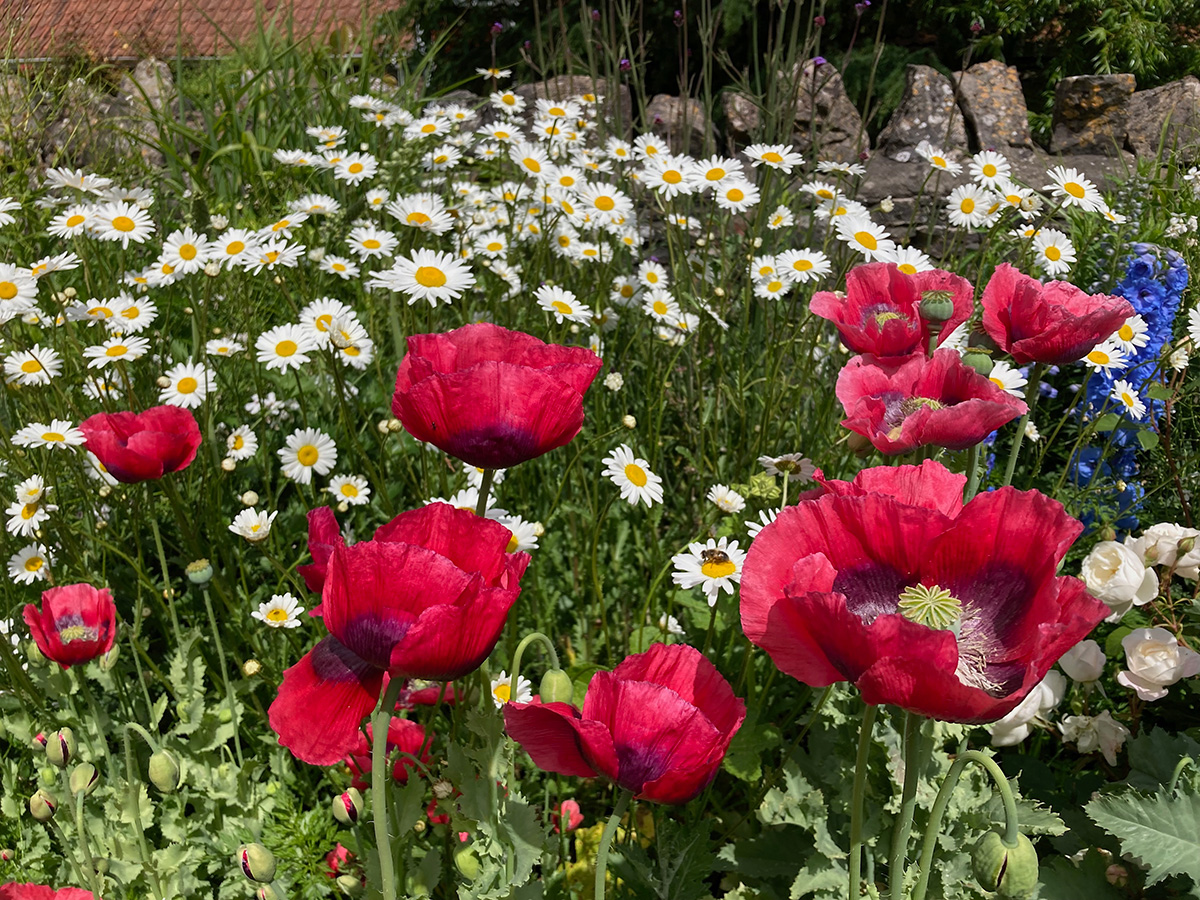 red poppies and ox-eye daisies