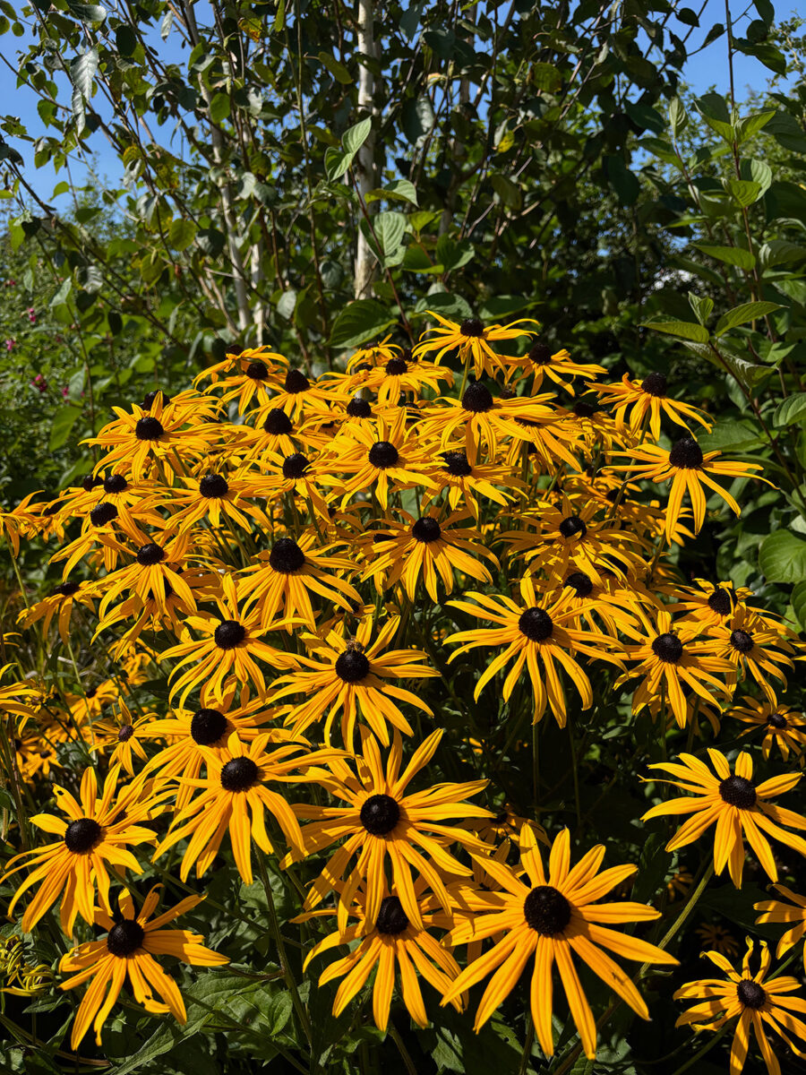 Bright yellow rudbeckia