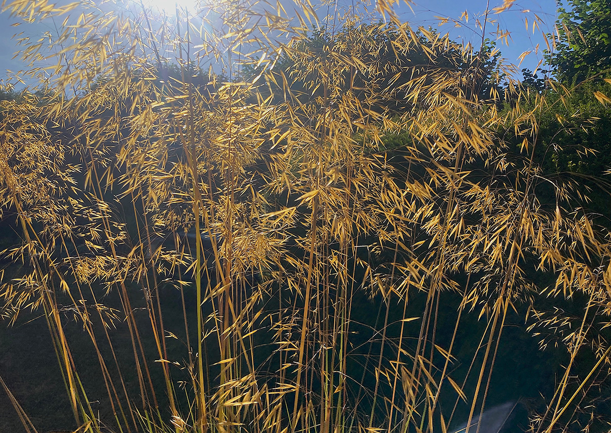 Stipa gigantea grass