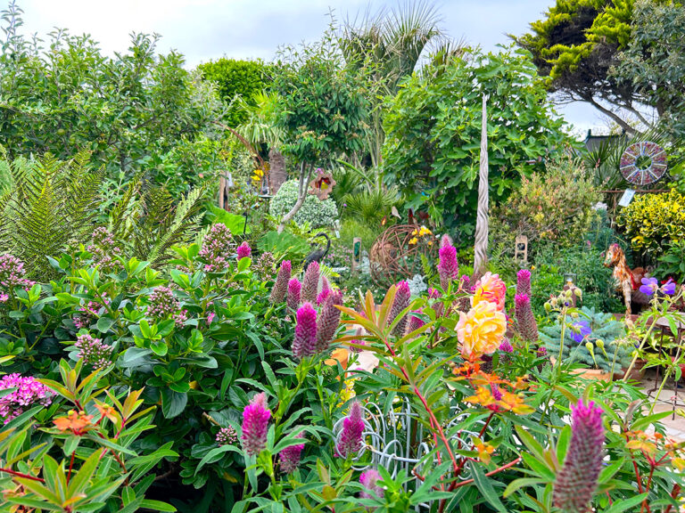 Driftwood garden
