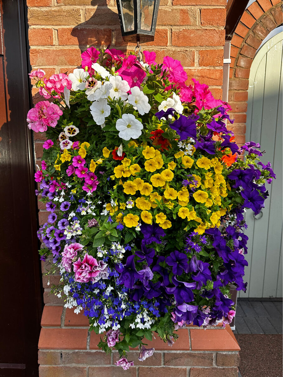 Large hanging basket filled wth colourful flowers.