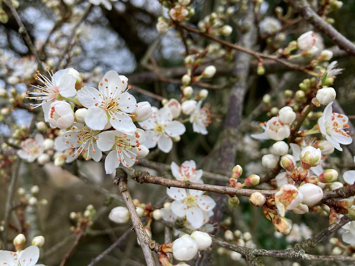 Blackthorn in flower