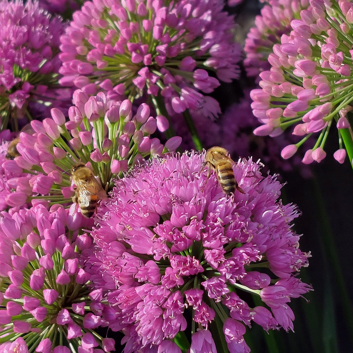 Alliums