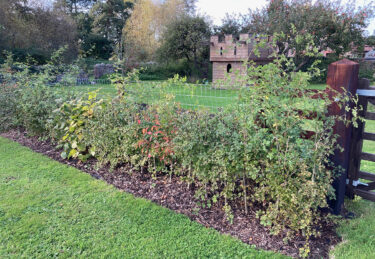 Young mixed native hedge