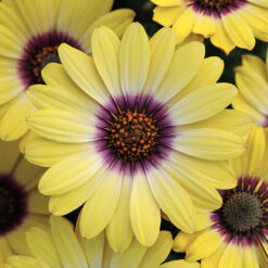 Osteospermum Serenity Blue Eyed Beauty