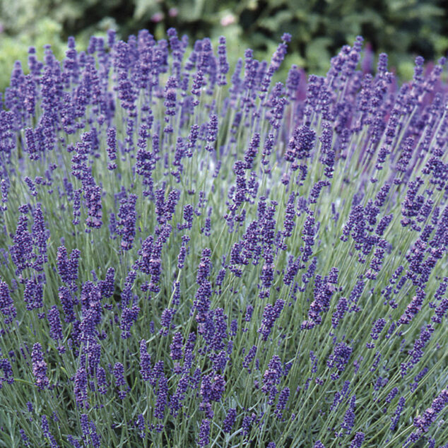 51621_Lavandula_Hidcote_Improved_800px