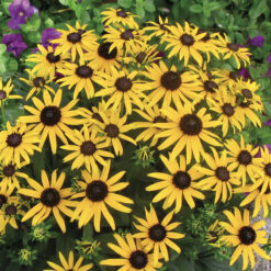 Rudbeckia Little Goldstar