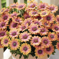 Osteospermum Serenity Pink Eye Beauty