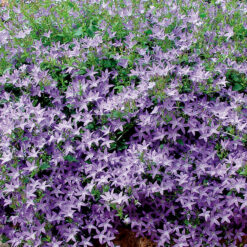 Campanula Poscharskyana Hirsch Blue