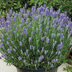 Lavandula BeeZee Light Blue