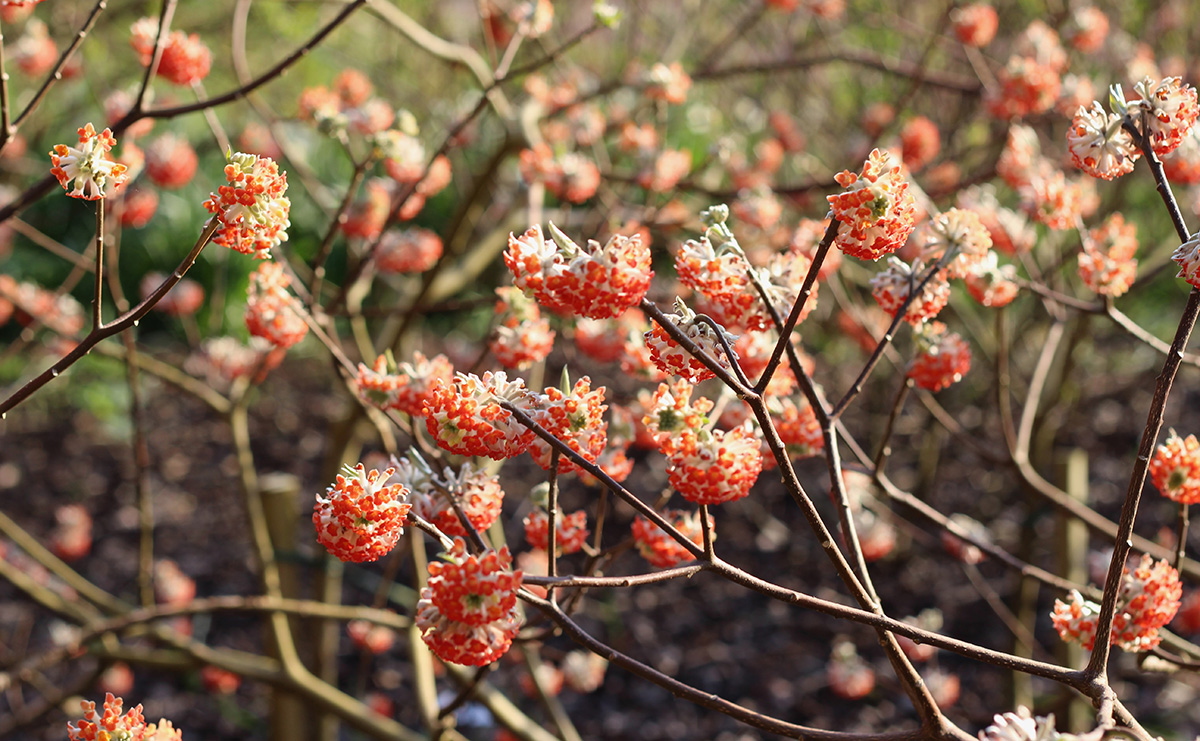 Edgeworthia chrysantha Red Dragon