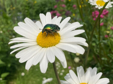 Rose chafer beetle on an ox-eye daisy