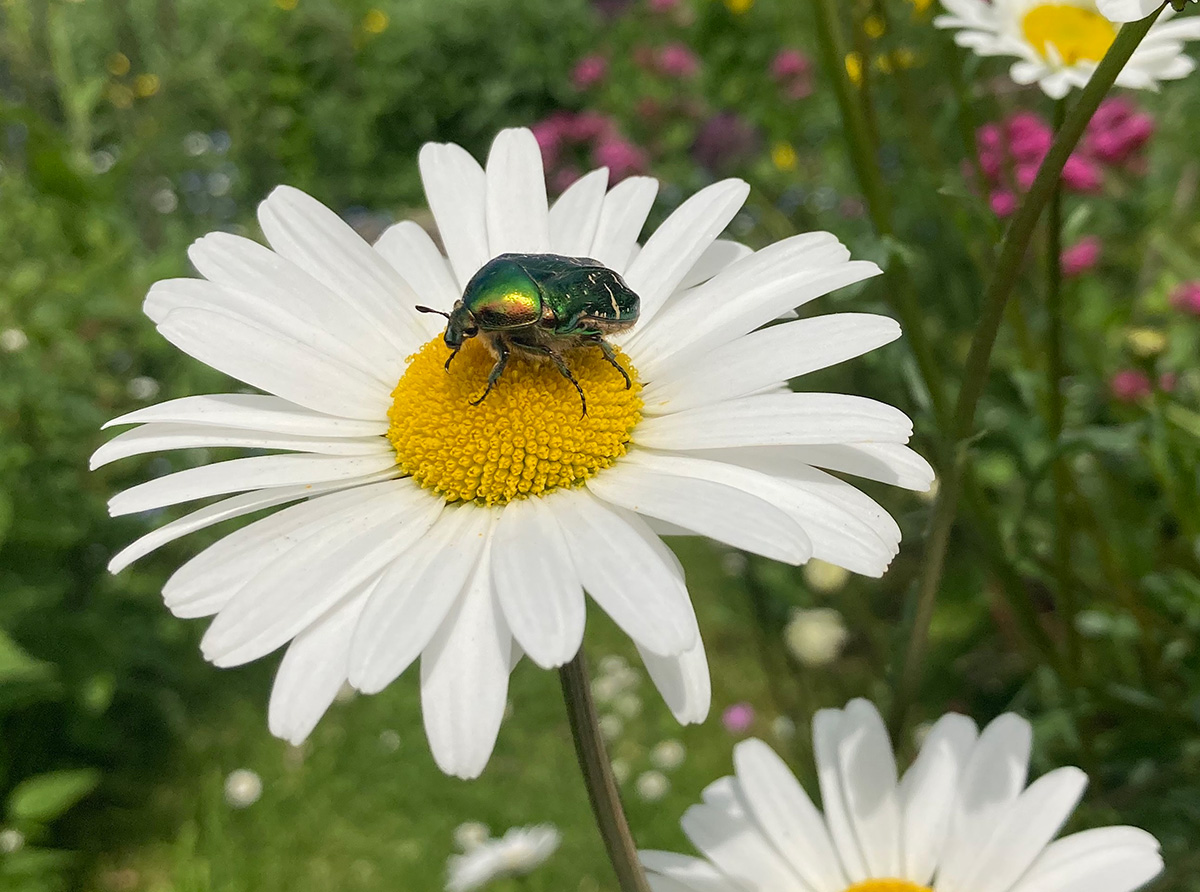 Rose chafer beetle on an ox-eye daisy