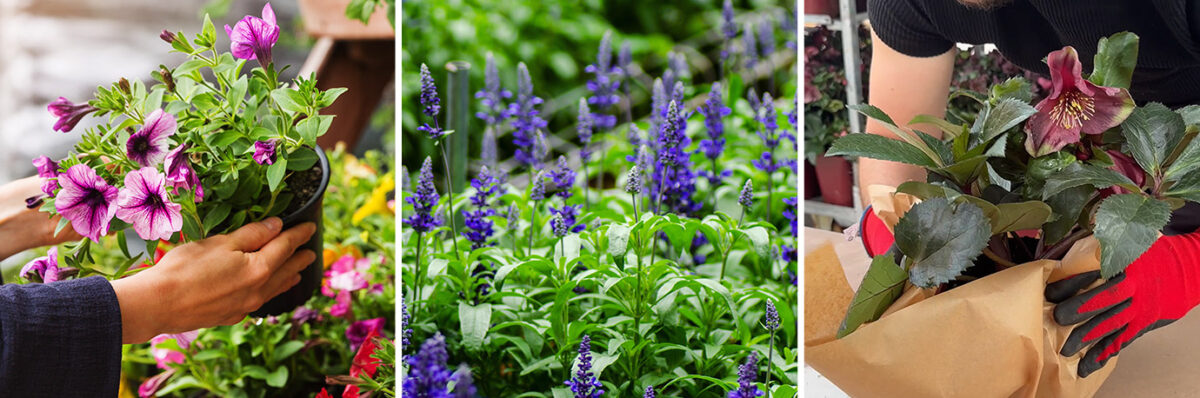 Our plants a grown and delivered from our British nursery