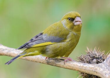 Male greenfinch