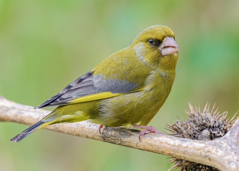 Male greenfinch