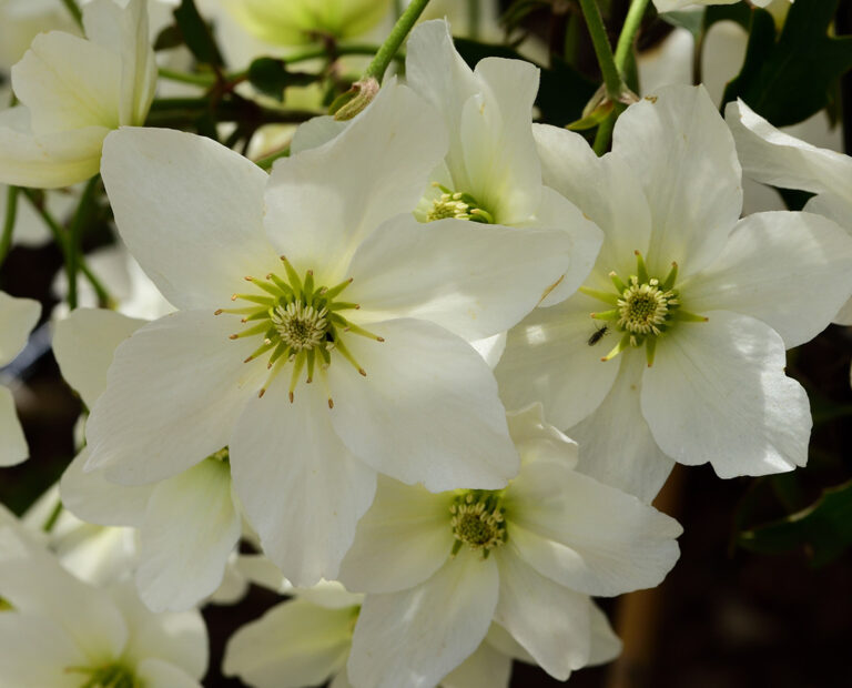 Clematis 'Avalanche'