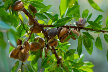 Almonds growing