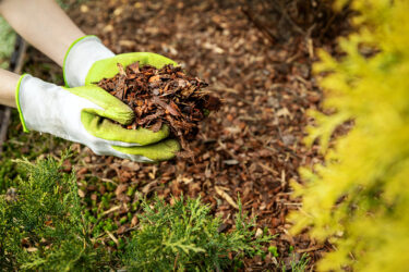 Mulching border with bark