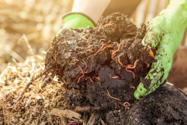 Healthy soil packed with worms and microbes