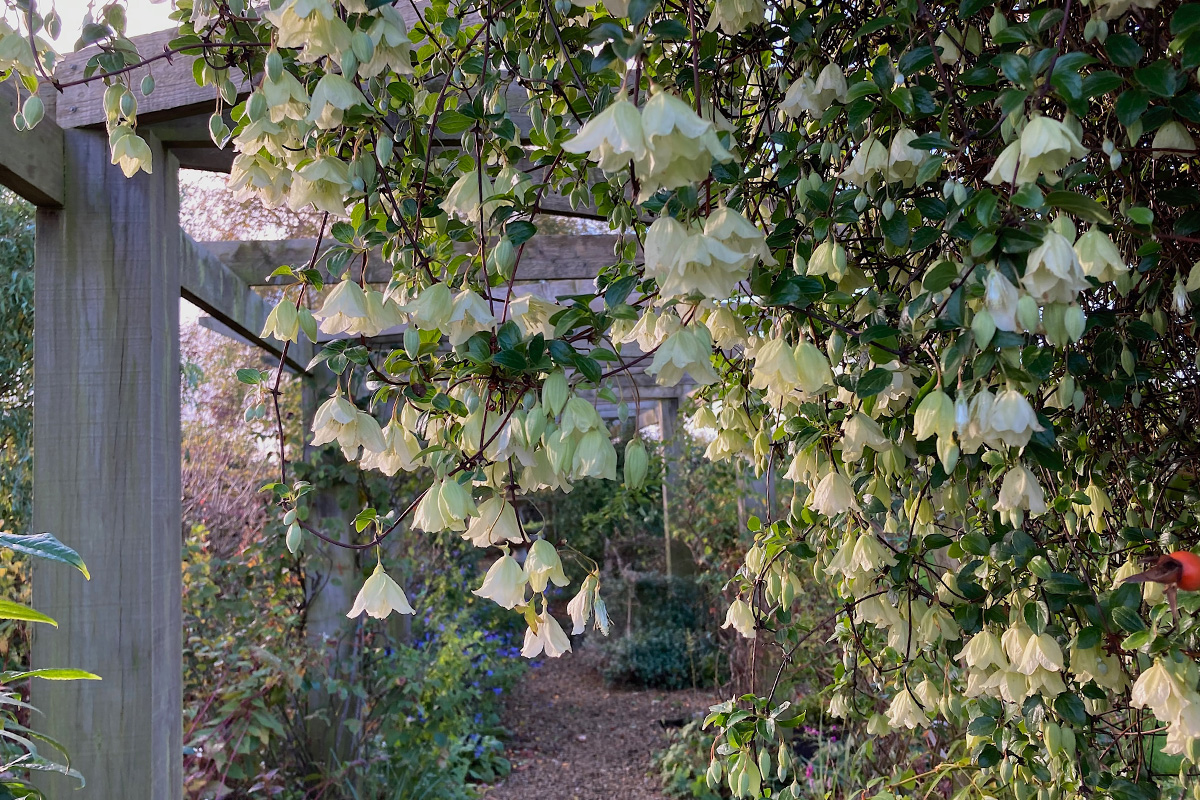 Arbor with Clematis Wisley Cream