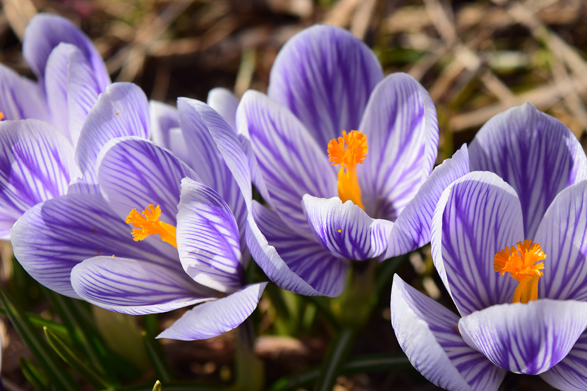 Crocus 'Pickwick'