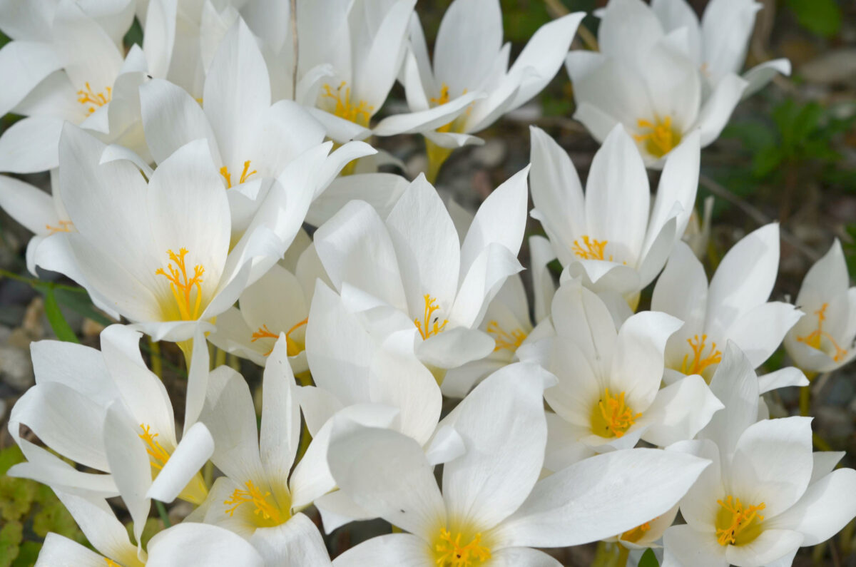 Crocus speciosus 'Albus' AGM